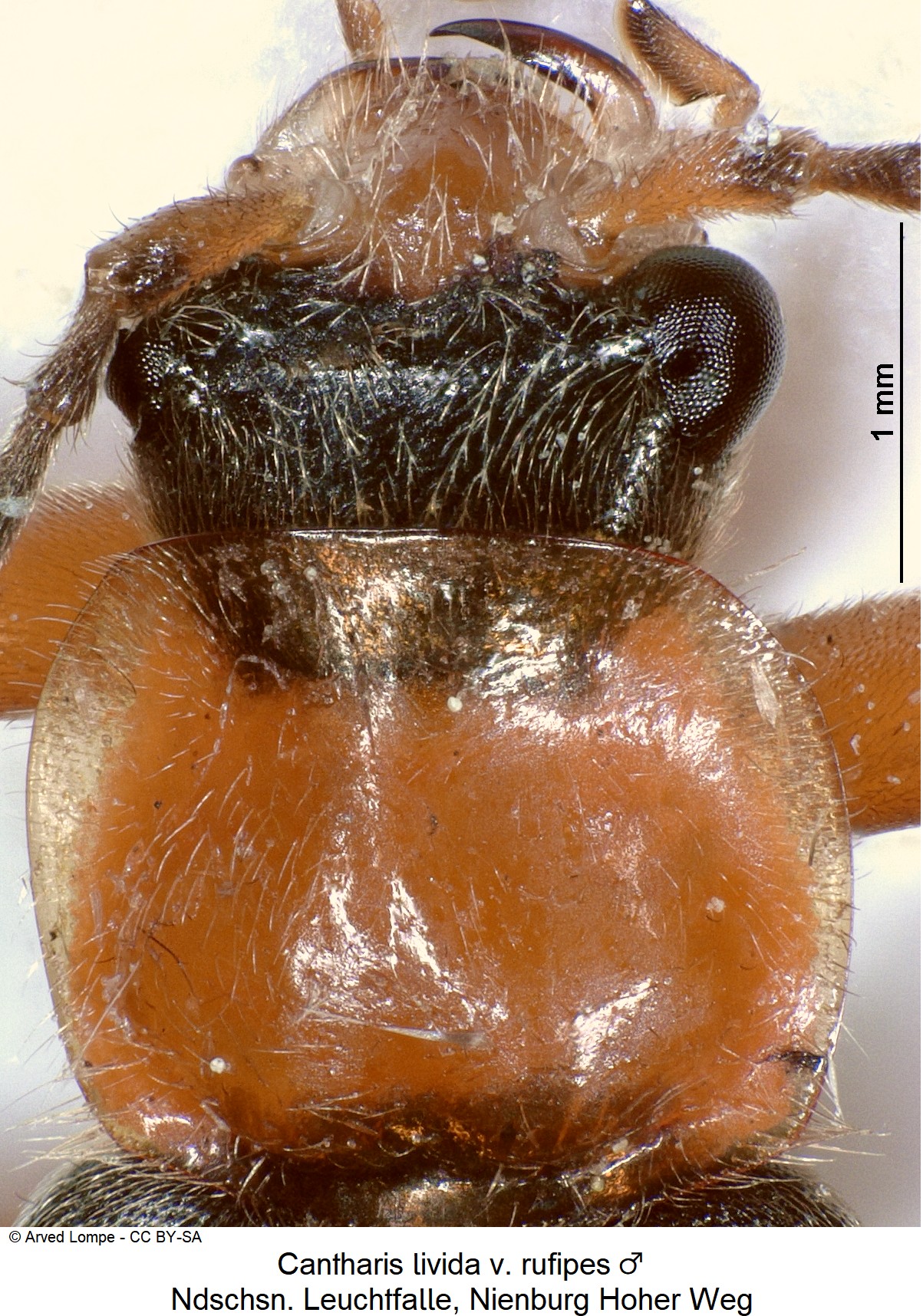 cantharis_livida_v_ rufipes_m_ck38100158_vk.jpg